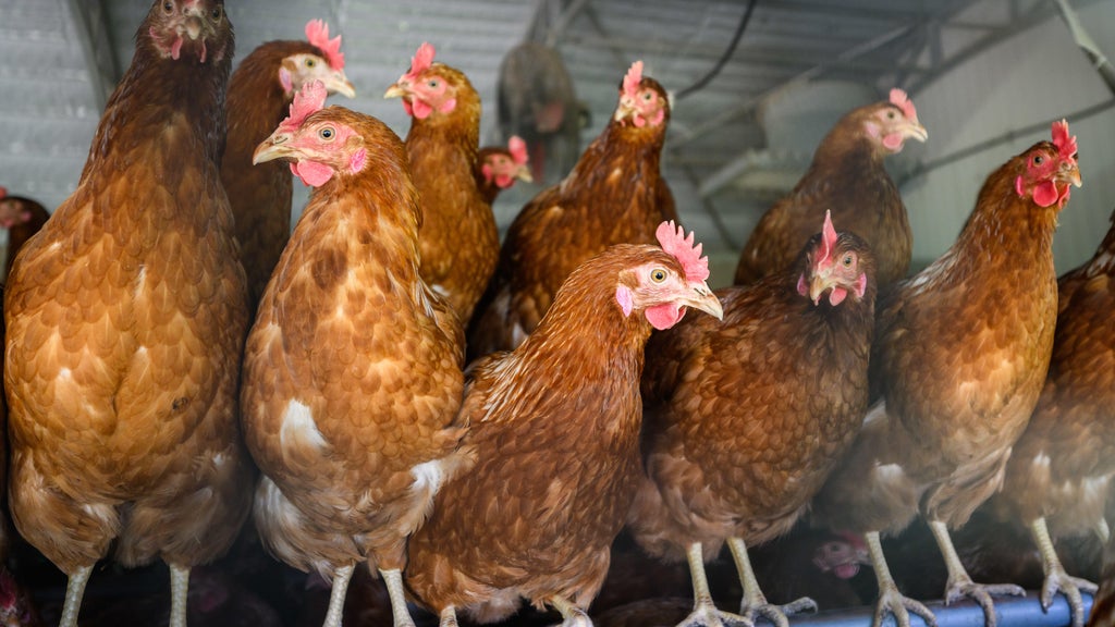 Approximately 90 "backyard flock" birds in Northern California affected by avian flu — CBS Bay Area (KPIX), Los Altos Community news