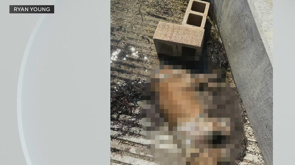 Miami police investigate after dog found dead underwater, tied to cinder blocks off Coconut Grove — CBS Miami, Los Altos Government news