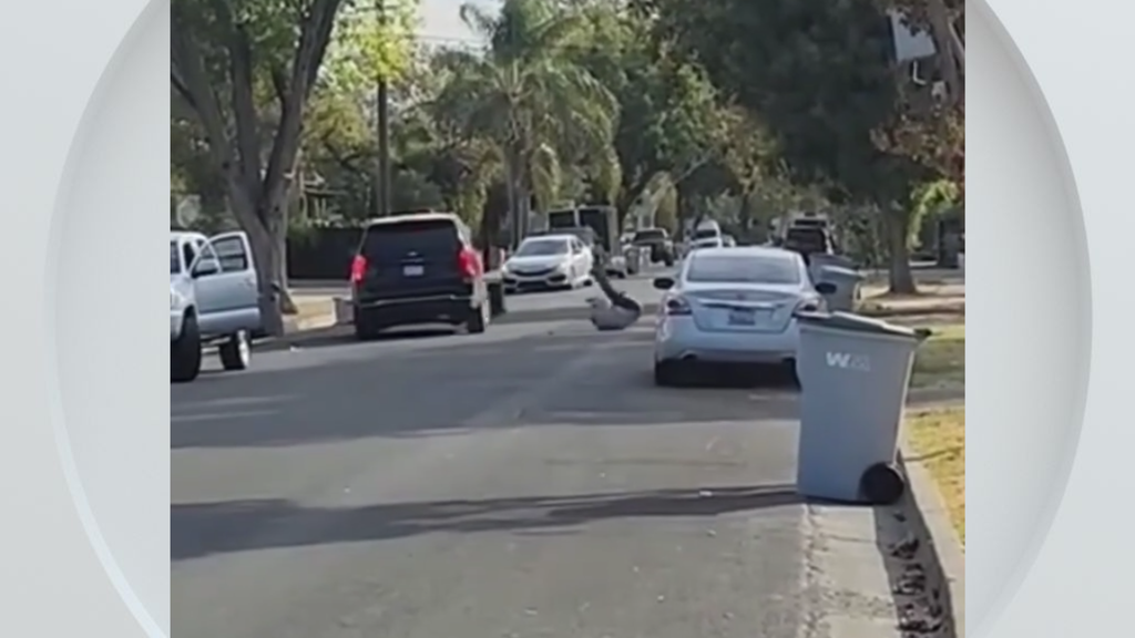 Federal immigration vehicle hits pedestrian in Woodland, police say — CBS Bay Area (KPIX), Los Altos Health news