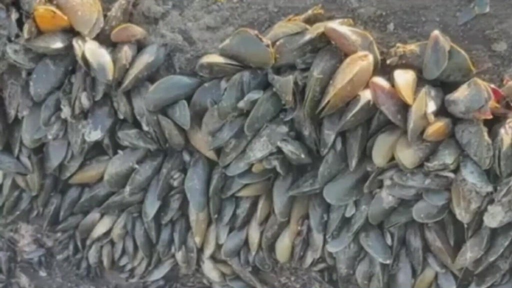 California's golden mussel invasion sparks increased concerns from Stockton-area leaders — Los Altos Government news