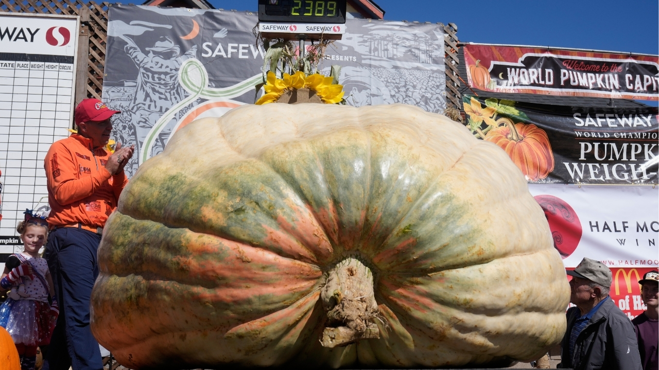 A giant pumpkin named Rocky gives a champion grower his California comeback

       — ABC 7 Bay Area, Los Altos Schools news
