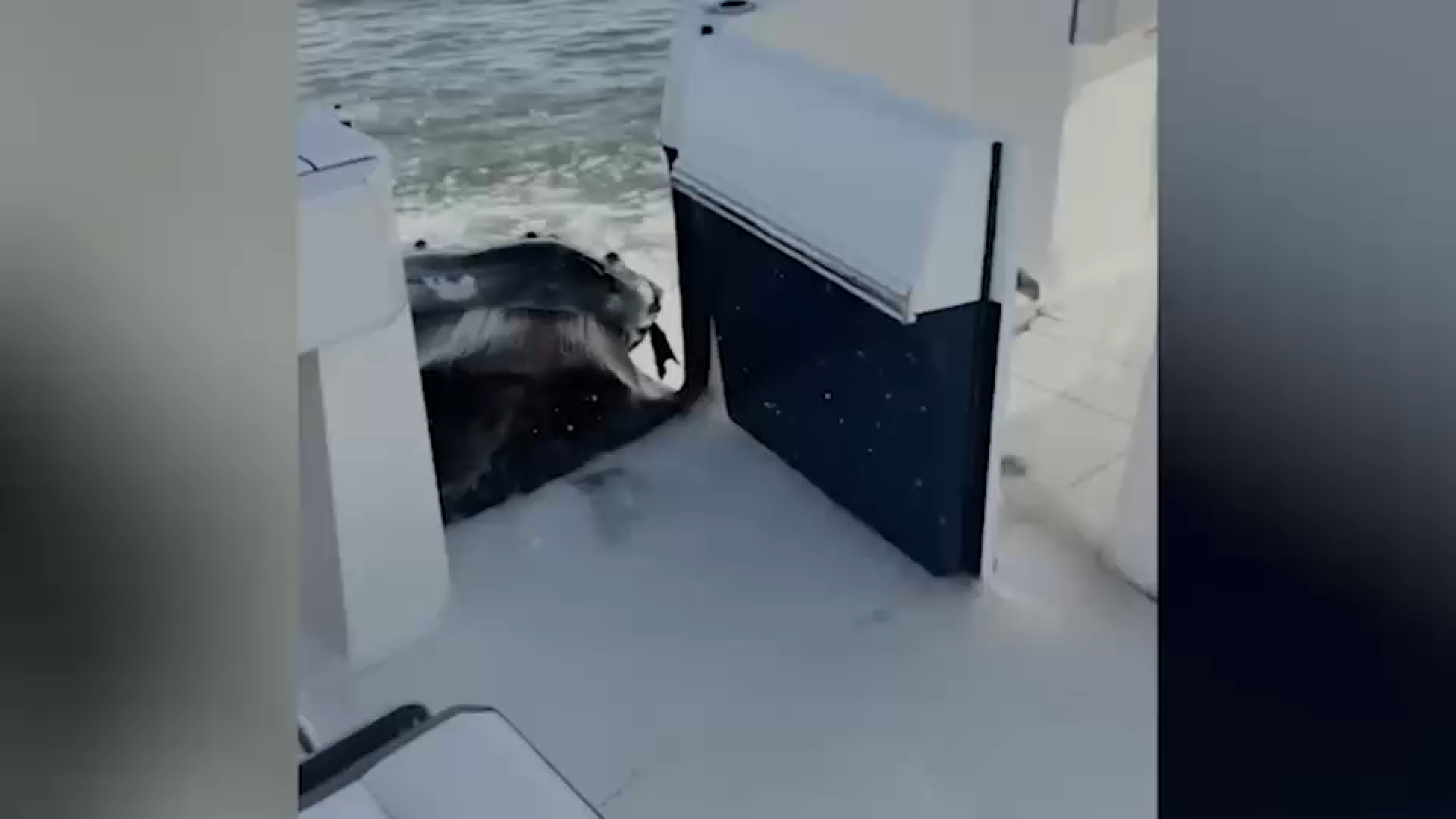 Video captures humpback whale crashing into boat off Long Island
       — ABC 7 Bay Area, Los Altos Community news