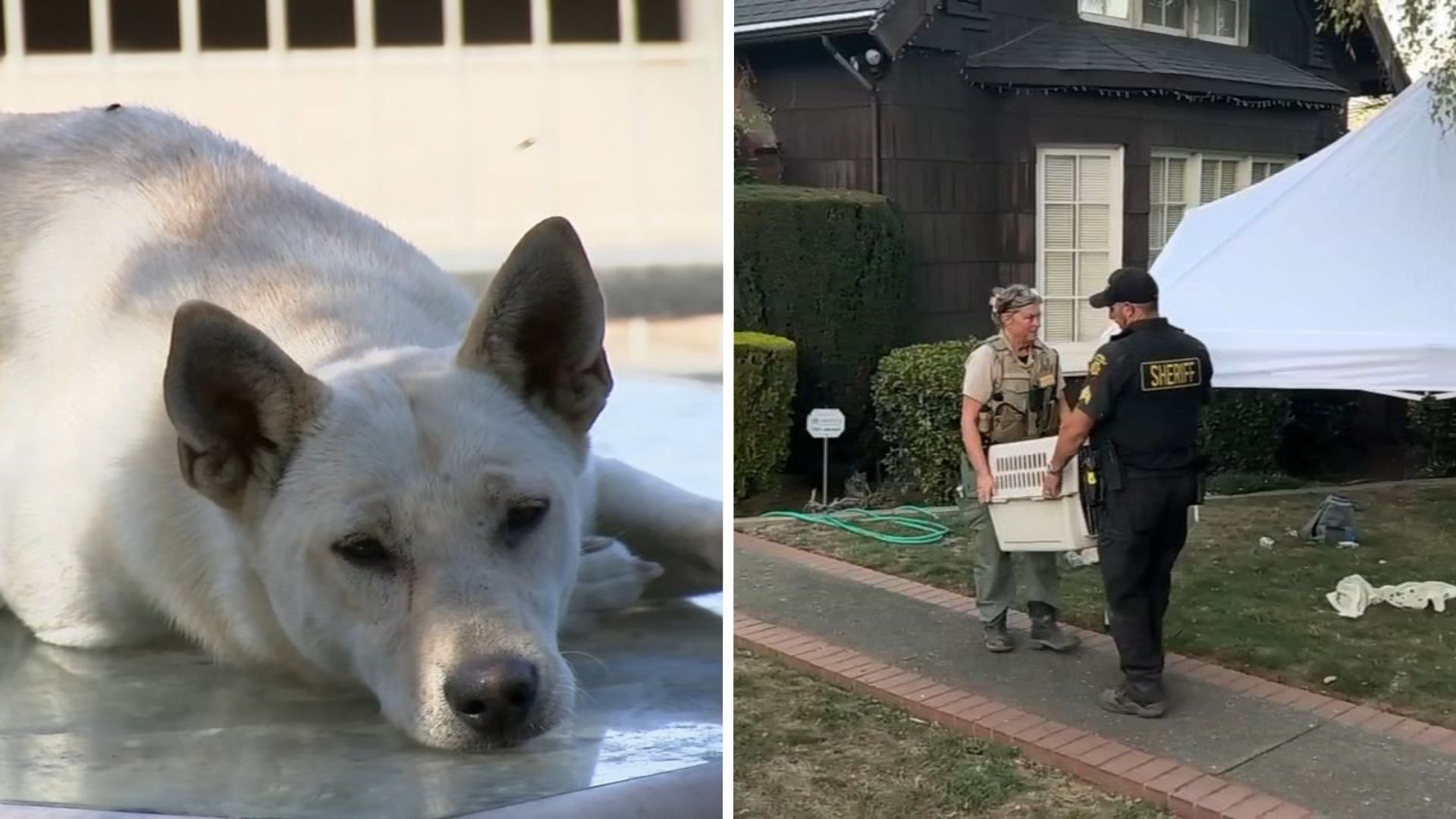 44 dogs removed from Vallejo 'hoarder' home linked to convicted breeder in animal cruelty case
— ABC 7 Bay Area, Los Altos Real Estate news