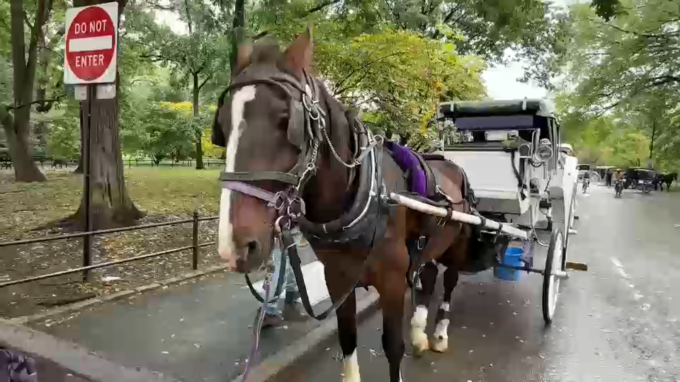 New York City Council passes law to phase out horse-drawn carriages by 2028
       — ABC 7 Bay Area, Los Altos Government news