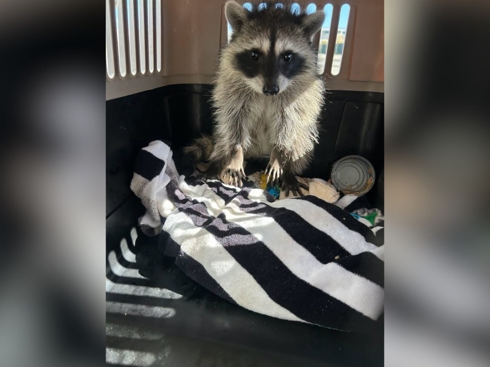 Man Attacks Neighbor With Machete | Raccoon Rescue | Bird Flu At The Beach: Patch PM — San Francisco Patch