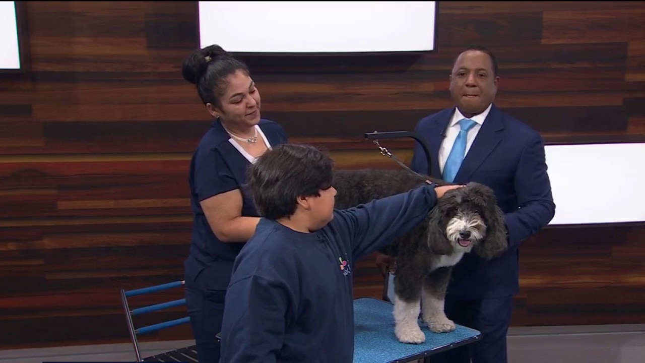 Your dog grooming questions answered — KTVU FOX 2 Bay Area, Los Altos Business news