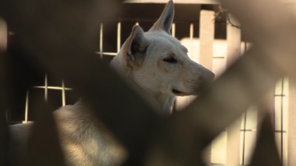Dozens of dogs taken from Vallejo home amid animal cruelty investigation — KTVU FOX 2 Bay Area, Los Altos Real Estate news