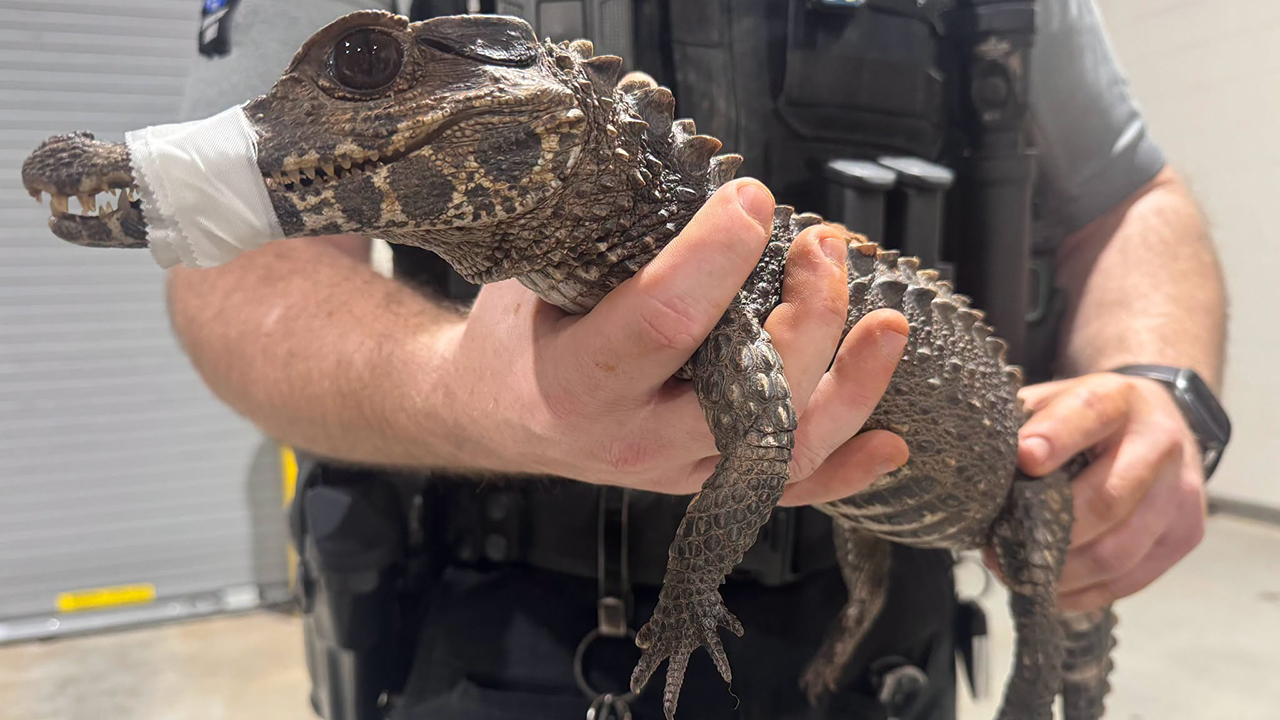 Watch: Deputies in Oklahoma capture escaped caiman after months on the loose — KTVU FOX 2 Bay Area, Los Altos Community news